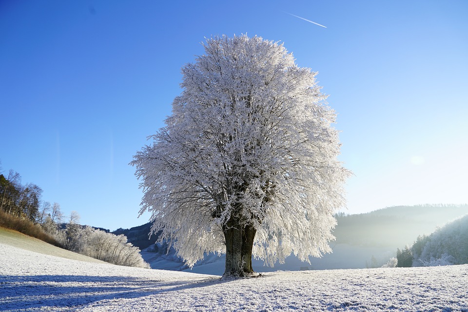 tree-1959267_960_720